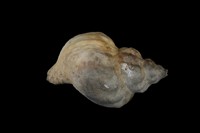 藏品(風車峨螺)的圖片